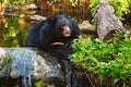 Malayan Sun Bear Royalty Free Stock Photo
