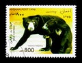 Malayan Sun Bear (Helarctos malayanus), Bears serie, circa 1996