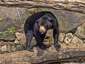 Malayan sun bear, Helarctos malayanus, climbs the trunk Royalty Free Stock Photo