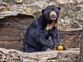 Malayan sun bear, Helarctos malayanus, climbs the trunk Royalty Free Stock Photo