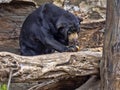 Malayan sun bear, Helarctos malayanus, climbs the trunk Royalty Free Stock Photo