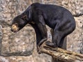 Malayan sun bear, Helarctos malayanus, climbs the trunk Royalty Free Stock Photo