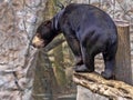 Malayan sun bear, Helarctos malayanus, climbs the trunk Royalty Free Stock Photo