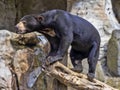 Malayan sun bear, Helarctos malayanus, climbs the trunk Royalty Free Stock Photo