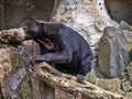 Malayan sun bear, Helarctos malayanus, climbs the trunk Royalty Free Stock Photo