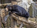 Malayan sun bear, Helarctos malayanus, climbs the trunk Royalty Free Stock Photo