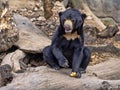Malayan sun bear, Helarctos malayanus, climbs the trunk Royalty Free Stock Photo