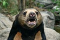 Malayan sun bear Helarctos malayanus : Closeup Royalty Free Stock Photo