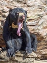 Malayan sun bear, Helarctos malayanus, has an extremely long language Royalty Free Stock Photo