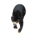 Malayan Sun Bear (Helarctos malayanus) isolated on white Royalty Free Stock Photo