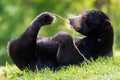 Malayan sun bear (Helarctos malayanus) Royalty Free Stock Photo