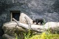 Malayan sun bear Helarctos malayanus walking on fallen tree against cave looking rock Royalty Free Stock Photo