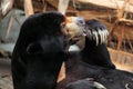 Malayan sun bear (Helarctos malayanus). Royalty Free Stock Photo