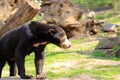 Malayan Sun bear, Helarctos malayanus in a zoo