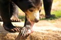 Malayan Sun bear, Helarctos malayanus in a zoo