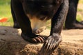 Malayan Sun bear, Helarctos malayanus in a zoo