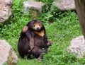 Malayan sun bear or honey bear in mating season Royalty Free Stock Photo