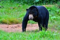 Malayan sun bear Royalty Free Stock Photo