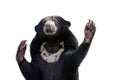 malayan sun bear. Royalty Free Stock Photo