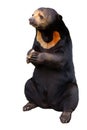 Malayan sun bear isolated on a white Royalty Free Stock Photo