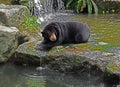 Malayan Sun Bear Lie Down on Rock near Waterfall Royalty Free Stock Photo