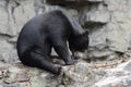 Malayan sun bear on a log