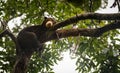 Malayan sun bear looking moody and tired, Sepilok, Borneo, Malaysia Royalty Free Stock Photo