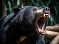 Malayan sun bear