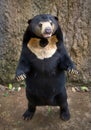 Malayan sun bear in forest.