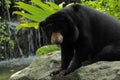 Malayan sun bear and paparazzi Royalty Free Stock Photo