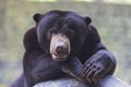 Malayan sun bear Royalty Free Stock Photo
