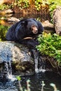 Malayan Sun Bear Portrait Royalty Free Stock Photo
