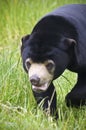 A Malayan Sun Bear Portrait, Helarctos malayanus Royalty Free Stock Photo