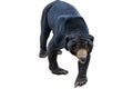 Malayan sun bear portrait Royalty Free Stock Photo