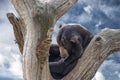 Malayan sun bear portrait while relaxing Royalty Free Stock Photo