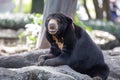 Malayan sun bear on Royalty Free Stock Photo