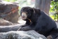Malayan sun bear on Royalty Free Stock Photo
