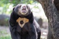 Malayan sun bear on Royalty Free Stock Photo