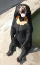 Malayan sun bear sitting on the ground Royalty Free Stock Photo