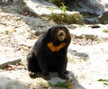 Malayan Sun Bear sitting on the ground