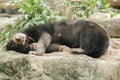 Malayan sun bear sleeping on a rock Royalty Free Stock Photo
