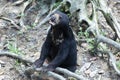 Malayan Sun Bear Royalty Free Stock Photo
