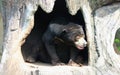 Malayan sun bear in the tree hole Royalty Free Stock Photo