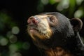 Malayan sun bear walking through the jungle