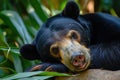 Malayan sun bear walking through the jungle