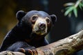 Malayan sun bear walking through the jungle