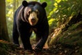 Malayan sun bear walking through the jungle