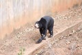Malayan sun bear are walking relax on the rock Royalty Free Stock Photo