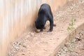 Malayan sun bear are walking relax on the rock Royalty Free Stock Photo