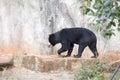 Malayan sun bear are walking relax on the rock Royalty Free Stock Photo